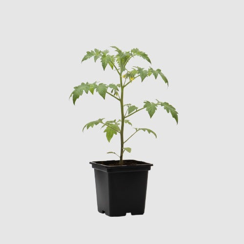 Balkontomaat Tiny Tim