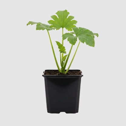 Courgette Black Beauty