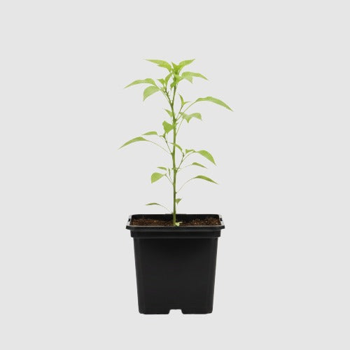 Carolina Reaper Peper
