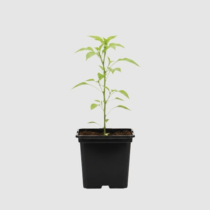 Carolina Reaper Peper