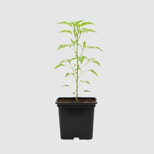Paprika Mini Bell