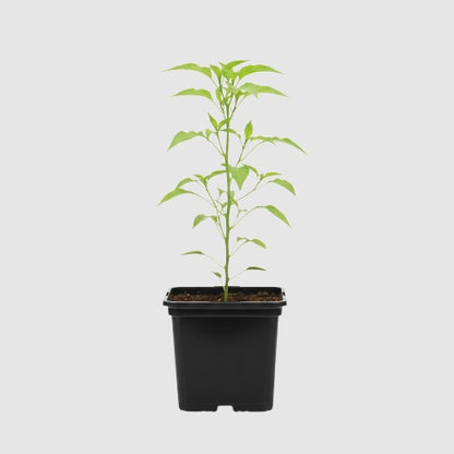 Paprika Mini Bell