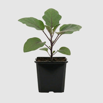 Aubergine