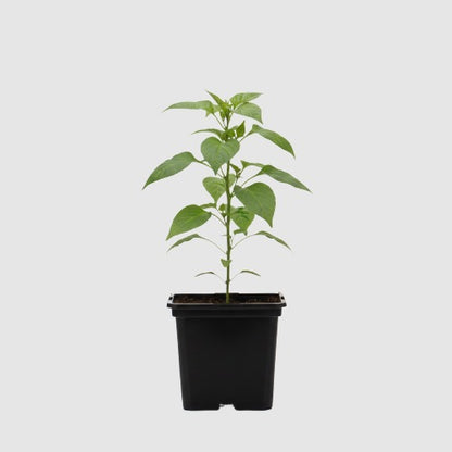 Jalapeño Peper