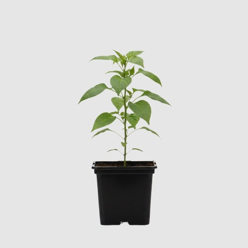 Jalapeño Peper