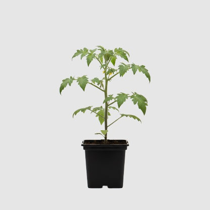 Balkontomaat Tiny Tim