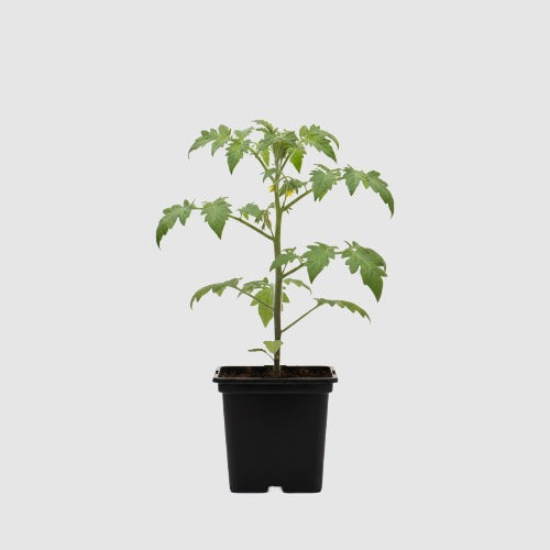 Balkontomaat Tiny Tim