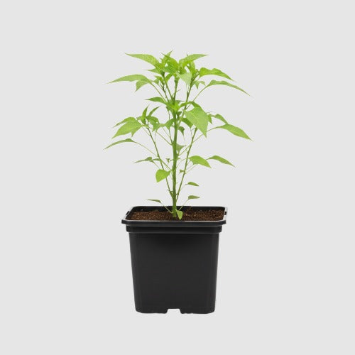 Paprika California Wonder