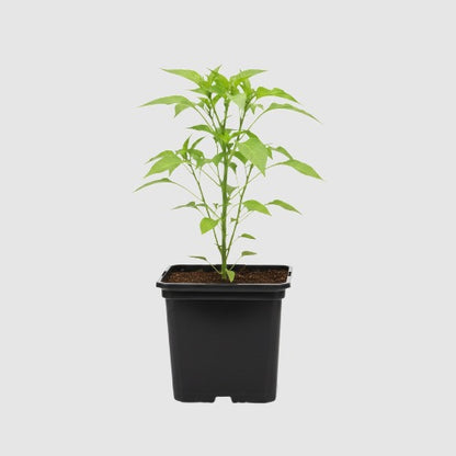 Paprika California Wonder