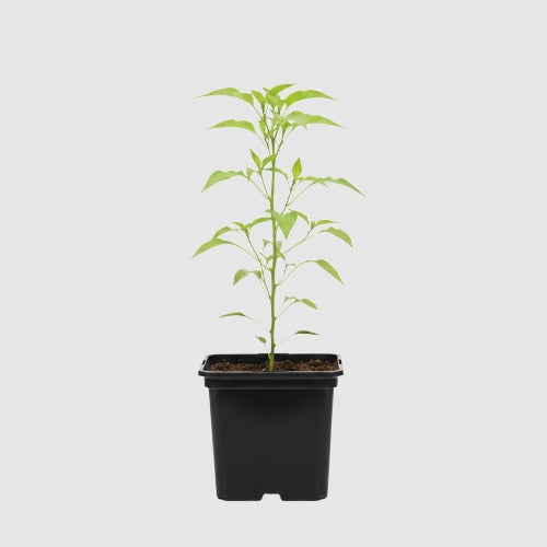 Puntpaprika Corno Di Toro Rosso