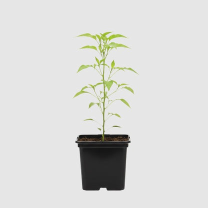 Puntpaprika Corno Di Toro Rosso