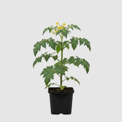 Vleestomaat Marmande