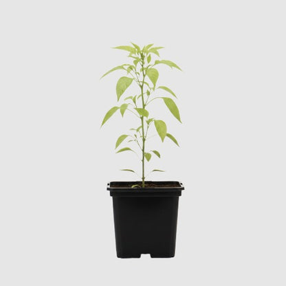 Cayenne Peper