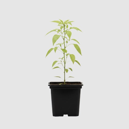 Cayenne Peper