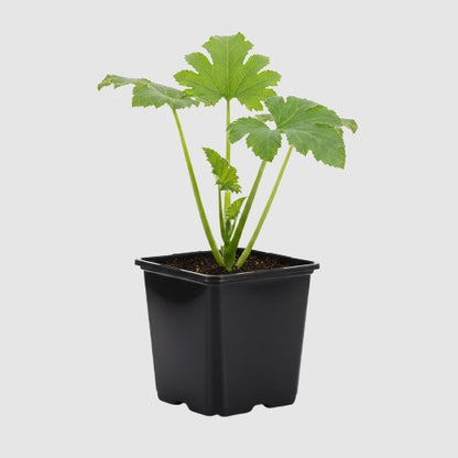 Courgette Black Beauty