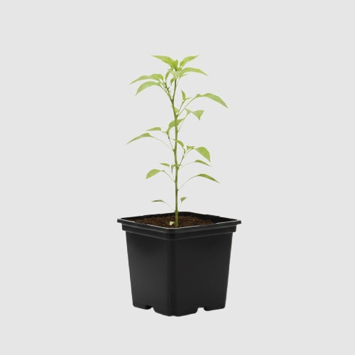 Carolina Reaper Peper