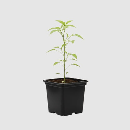 Carolina Reaper Peper