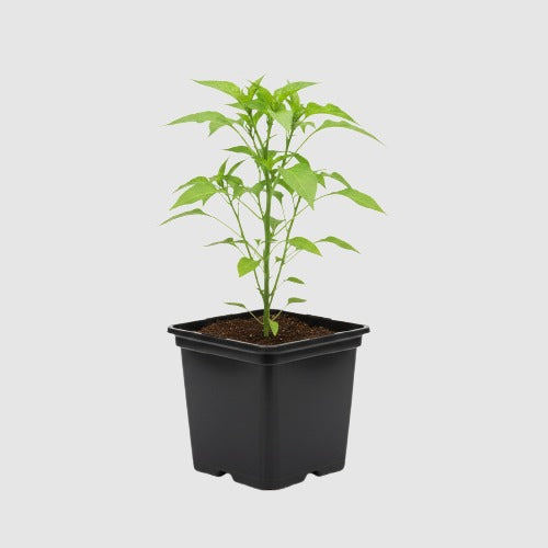 Paprika California Wonder
