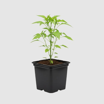 Paprika California Wonder