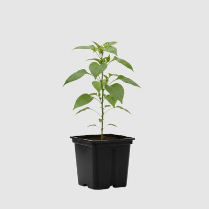 Jalapeño Peper