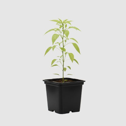 Cayenne Peper