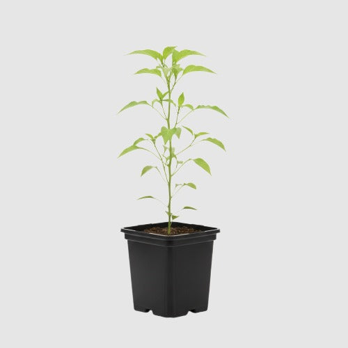 Paprika Mini Bell