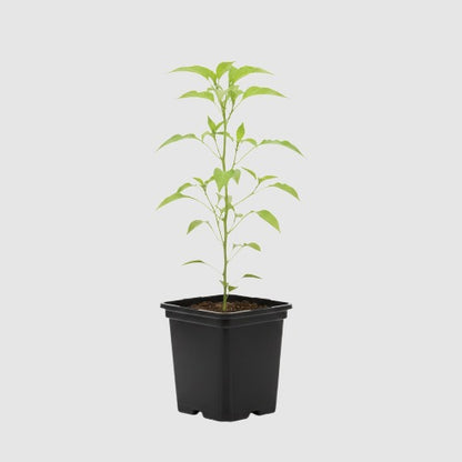 Paprika Mini Bell