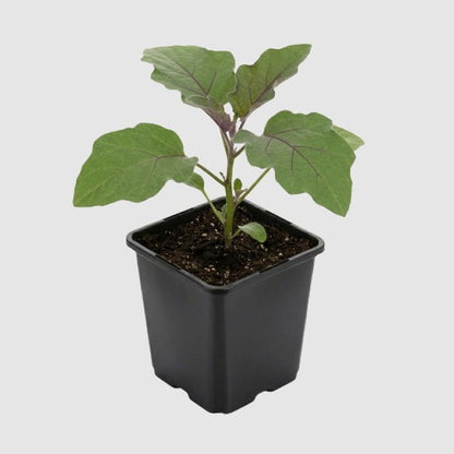 Aubergine
