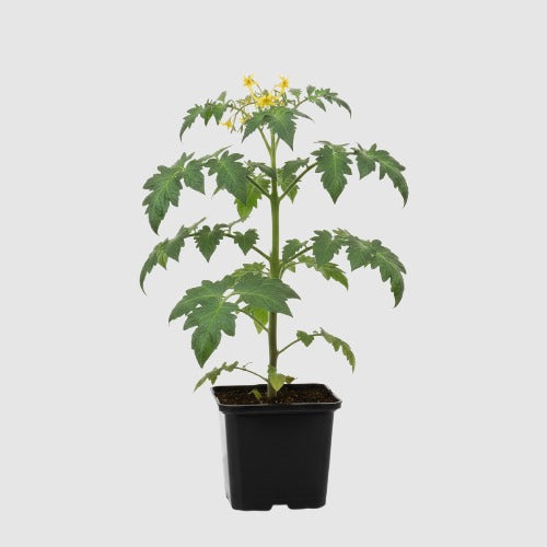 Vleestomaat Marmande