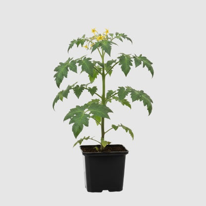 Vleestomaat Marmande