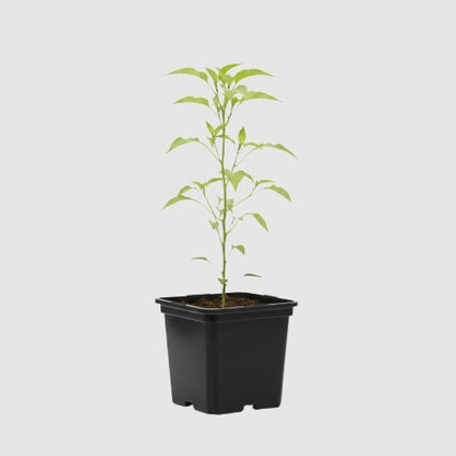 Puntpaprika Corno Di Toro Rosso