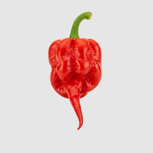 Carolina Reaper Peper